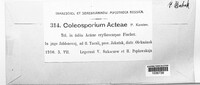 Image of Coleosporium actaeae